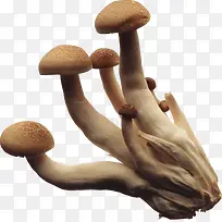 蘑菇食物装饰