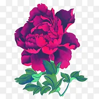 花开富贵