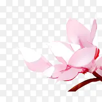 古典水墨画粉色花瓣图片素材