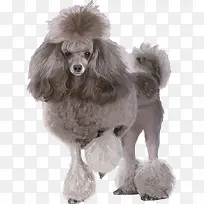可爱贵兵犬