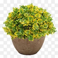 黄绿色盆栽