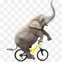 大象骑自行车