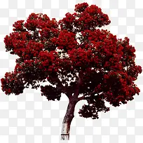 红色美丽场景大树