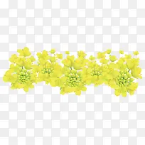 清新插图盛开的黄色油菜花