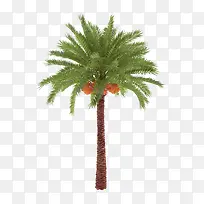热带椰子树图片素材