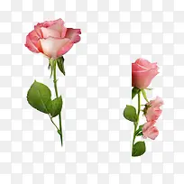 高清摄影粉红色的玫瑰花效果