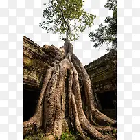 柬埔寨王国自然风景