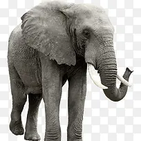 威武的非洲象