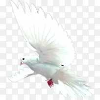 白色飞舞白鸽设计展翅