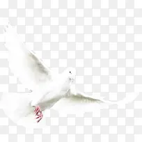 海绵上展翅飞翔的白鸽