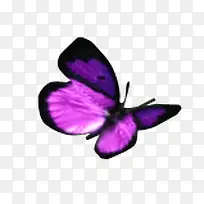 浅紫色蝴蝶