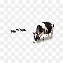 草原草地奶牛