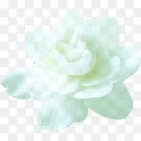 白色高清花朵中医装饰