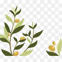 纯天然植物橄榄
