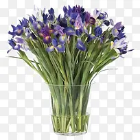 紫色扁竹玻璃瓶插花