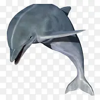 灰色的海豚