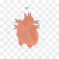 心脏图解图