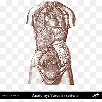 人体血管系统分布