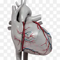 心脏血管效果图