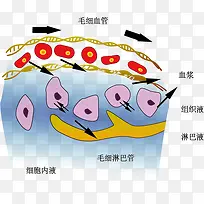 血液组成示意图