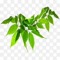 绿色草本植物茶叶高清摄影