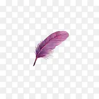 紫色小鸟羽毛