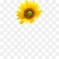 高清摄影黄色花朵设计