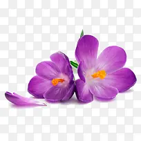 两个紫色花朵装饰