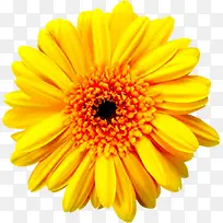 高清摄影夏日黄色花朵设计
