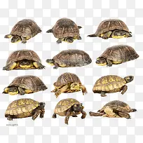各种各样的海龟