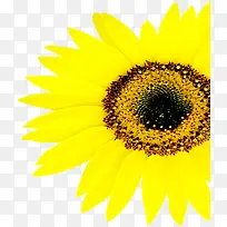 高清黄色摄影花朵花蕊