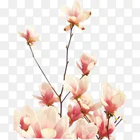 粉色淡雅可爱春天花朵