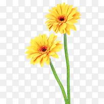 植物黄色花朵png