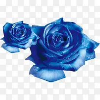 蓝玫瑰，淘宝素材，情人节元素，