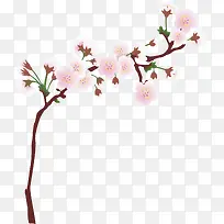 樱花树枝