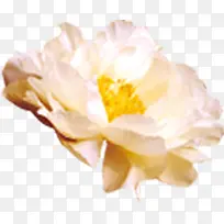 白色盛开花朵元素