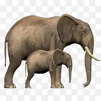 大象母子素材灰色