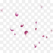 紫红色花瓣漂浮
