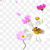 粉白色漂浮花瓣装饰