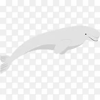 白色海豚矢量图