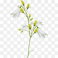 黄白色花朵