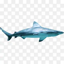 高清海底摄影鲨鱼