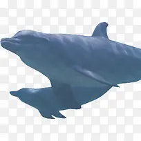 摄影海底海洋鲨鱼