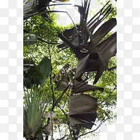 热带风情芭蕉树叶