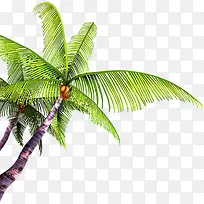 摄影海报沙滩椰子树