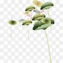 夏日荷花