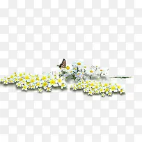 春天黄白色花丛蝴蝶