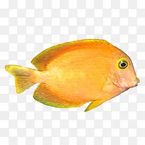 黄金鱼
