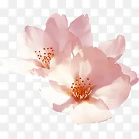 粉色淡雅唯美花朵盛开