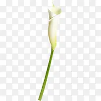 白色卷曲花朵植物